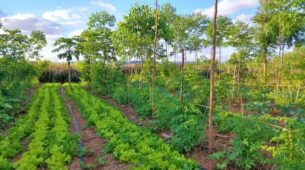 Agroforesterie