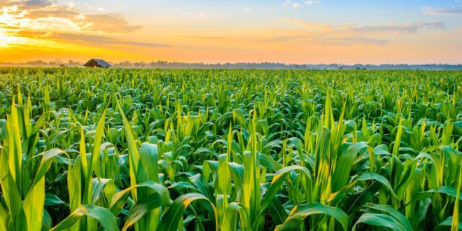 Agro-alimentaire